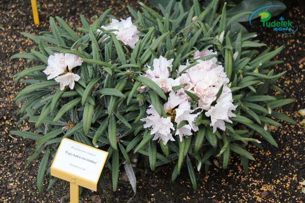Rhododendron Fuju-kaku-no-matsu
